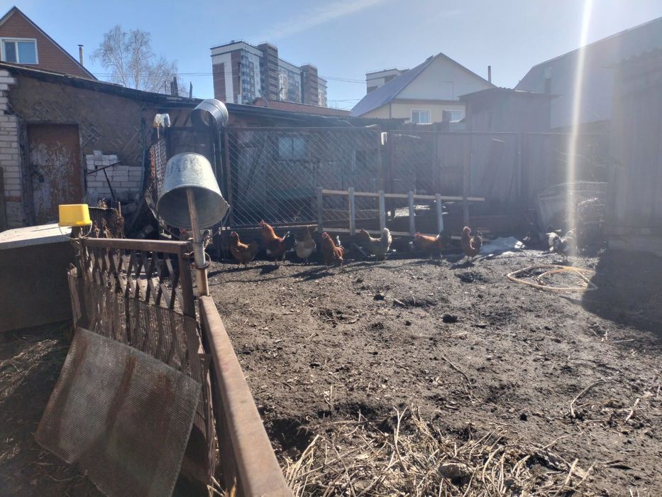 Продам домашнюю  птицу ( петухи)