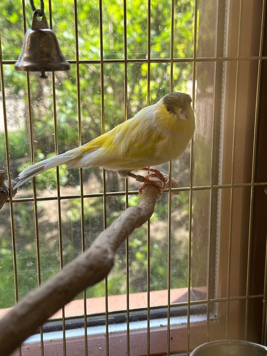 Канарейка певчая (самец) + клетка