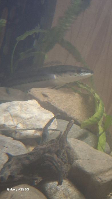 Красный змееголов