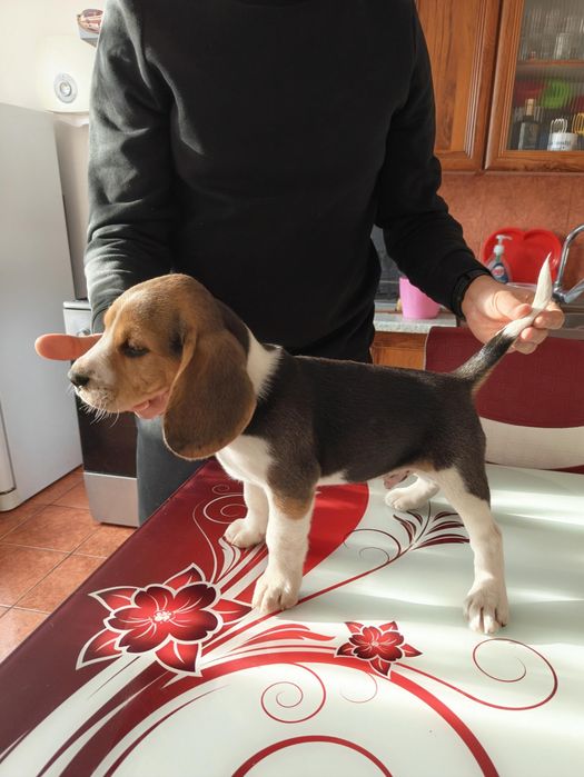 Beagle de vanzare