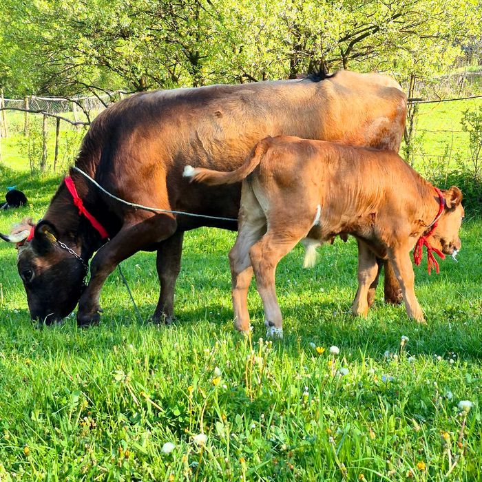 Vand vaca cu tauras angus