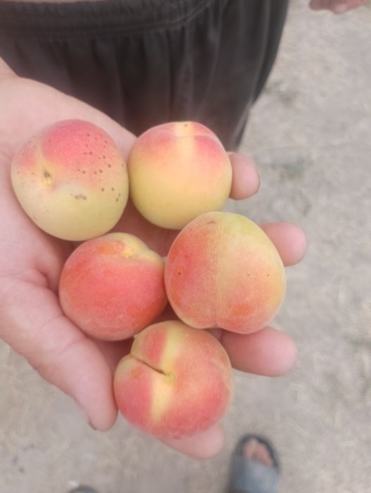 Абрикос сад огрод