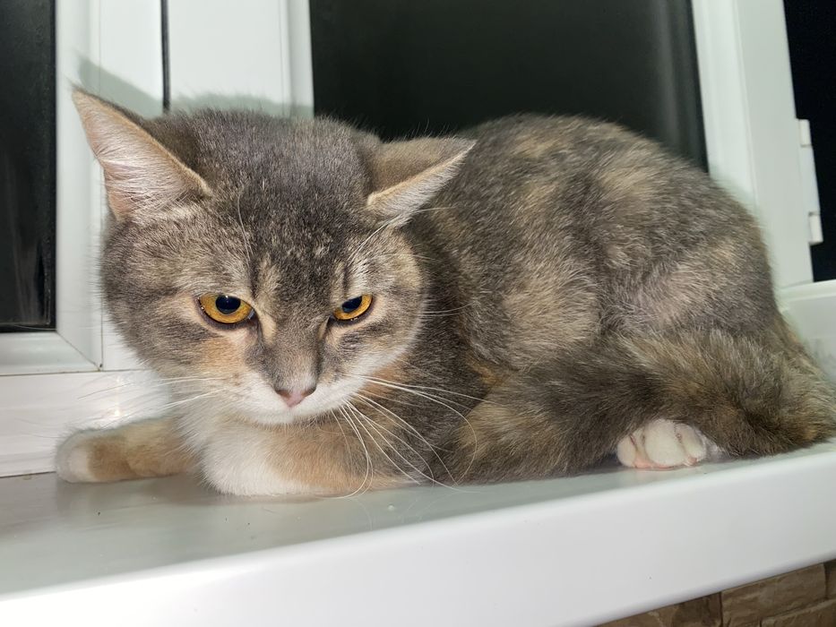 Срочно продается кошка