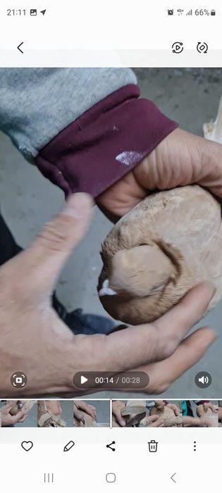 Продам голубей пару гульсары и жолтый самка