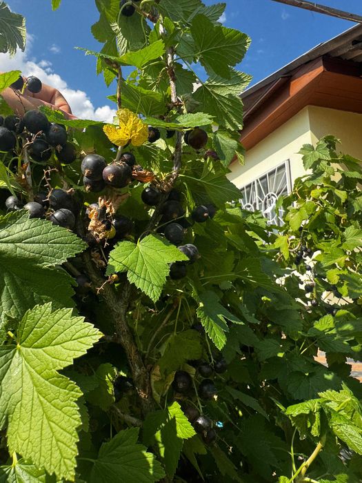 продаю дачный участок с домом в городе, торг.