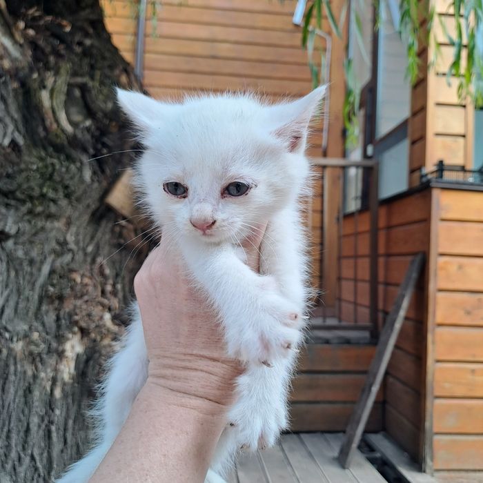 Котенок, котята, даром