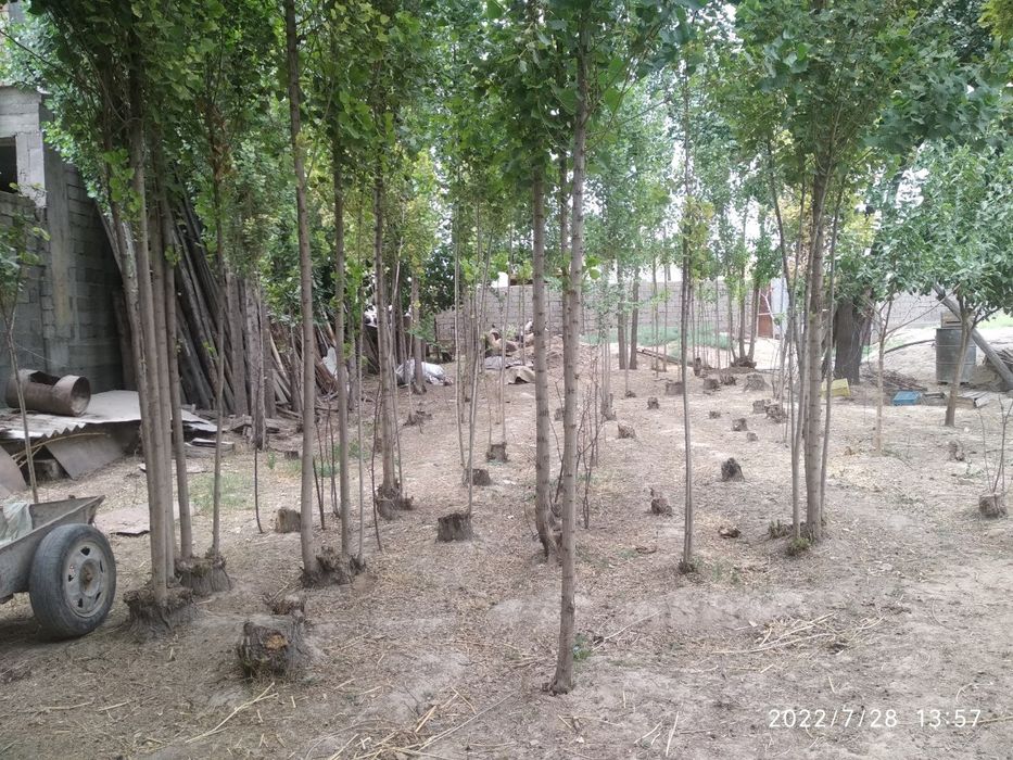 Zangiota,4 sotix yer sotiladi