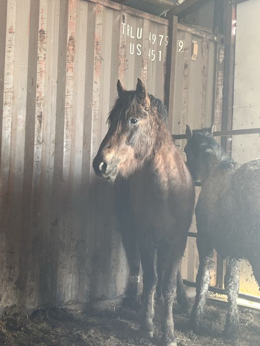 Кунан обученный