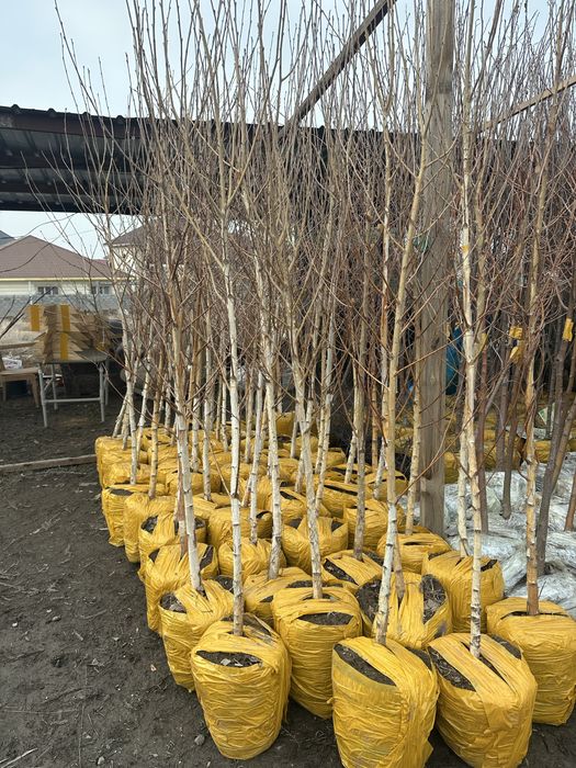 Береза Береза высокорослое