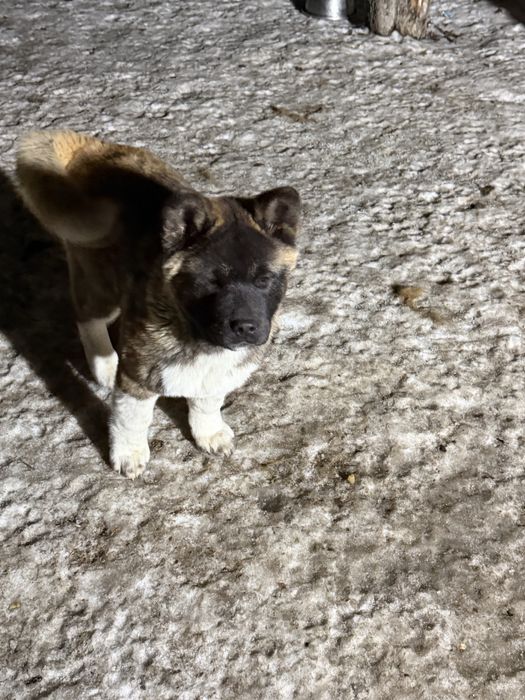 Щенки американской акиты