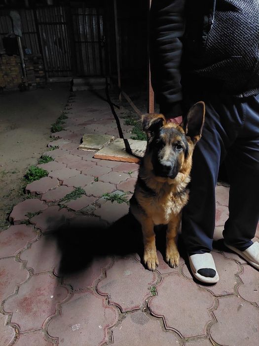 Немецкая овчарка