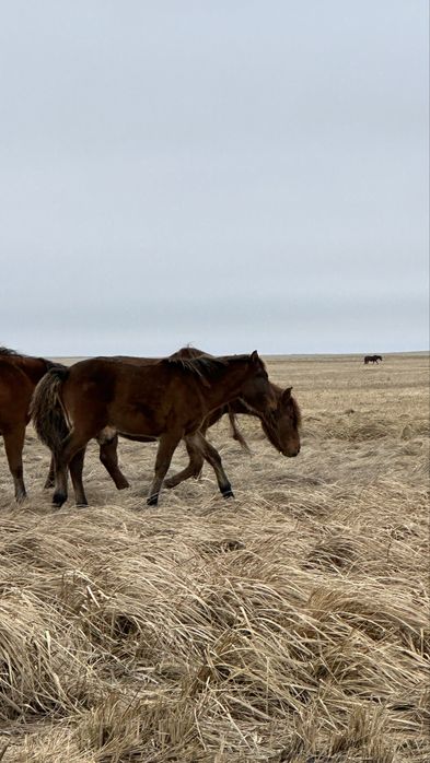 Продам бие с жеребенком