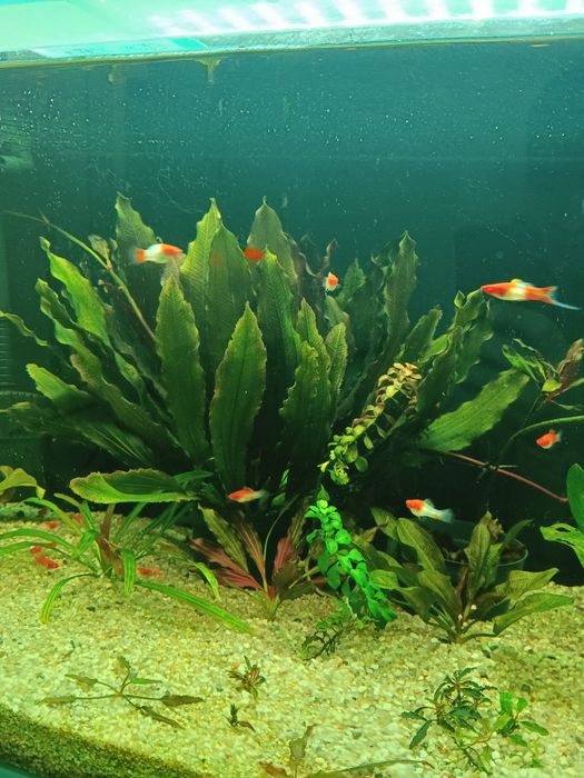 Продам Эхинодорус Кивон