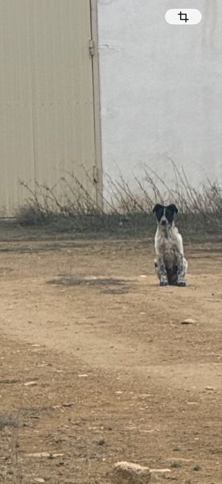 Щенки в Актау в добрые руки
