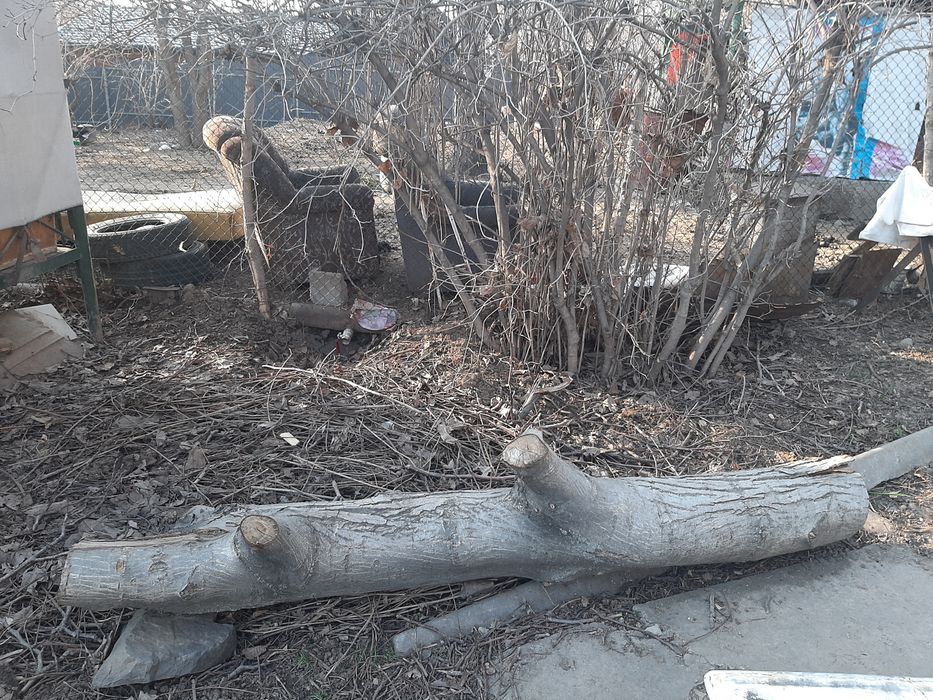 Стволы ореха грецкого