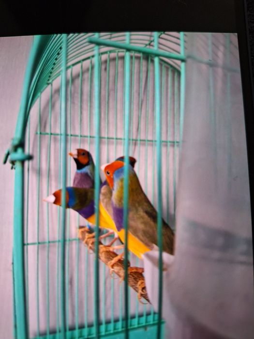 Gould Amandine Tineri