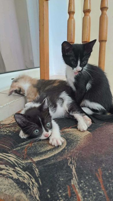 Котенца си търсят дом