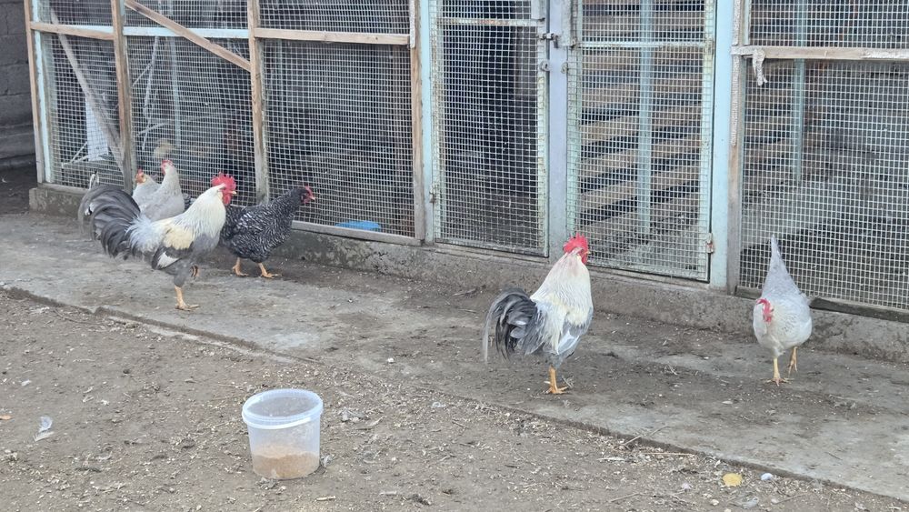 Куры Легорн изабелла