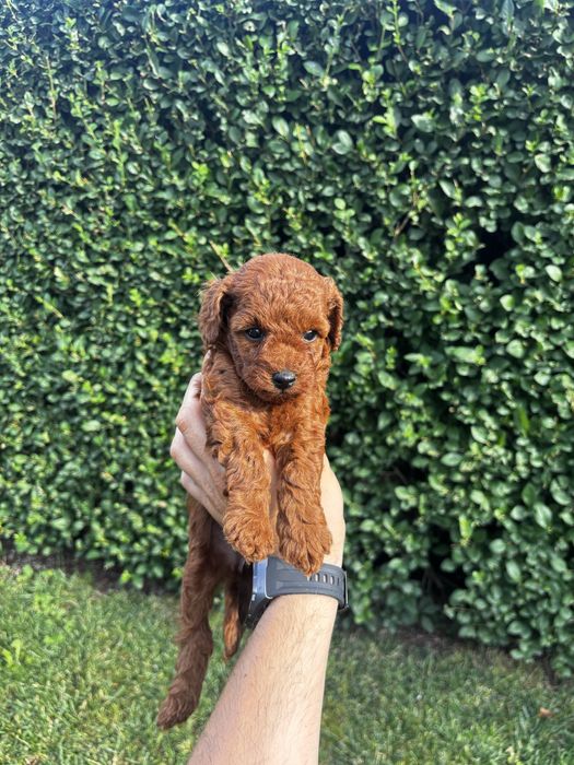 Мини пудел момичета и момче / Mini Poodle Girls and Boys