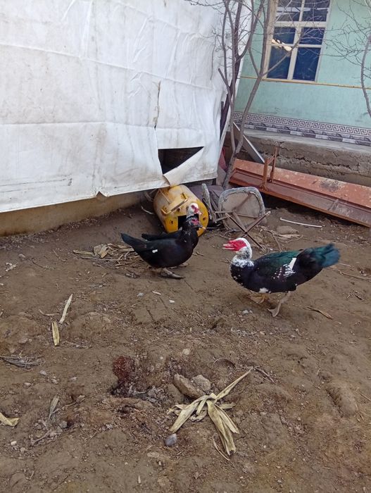 Indautka va g'oz sotiladi