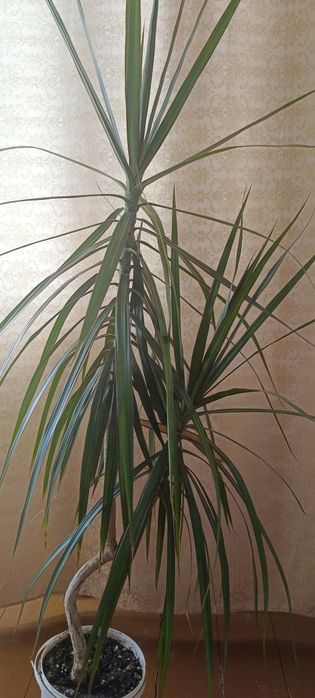 Продам комнатный цветок.