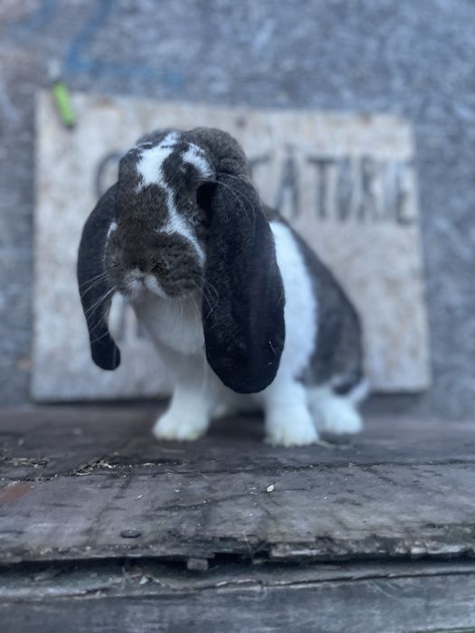 Femela berbec german