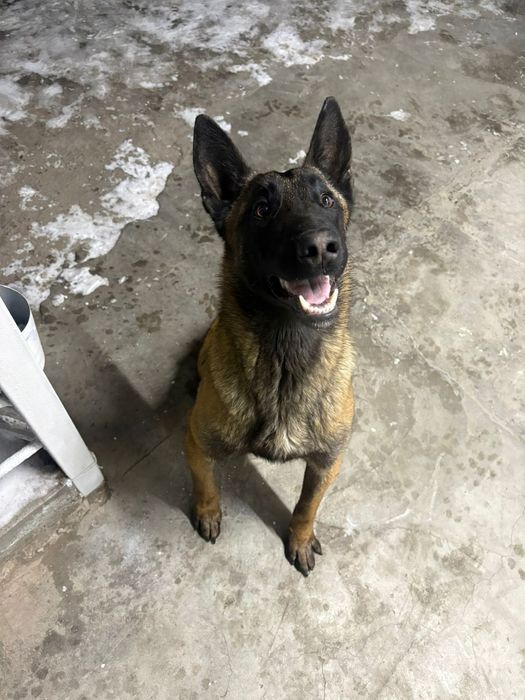 Бельгиская авчарка Малинуа сатылады