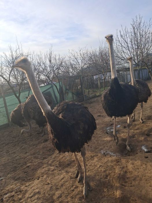 Am de vinzare 4 struti in virsta de un an si 7 luni