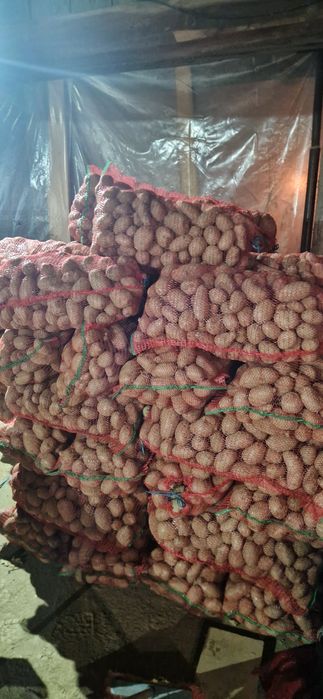 Cartofi consum alb și rosu