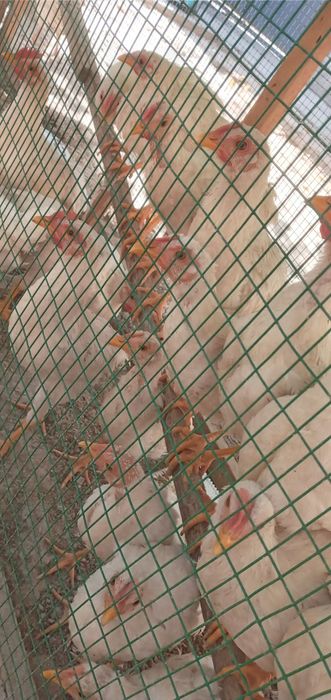 Soģlom tovuq, xoroz, jojalar sotiladi