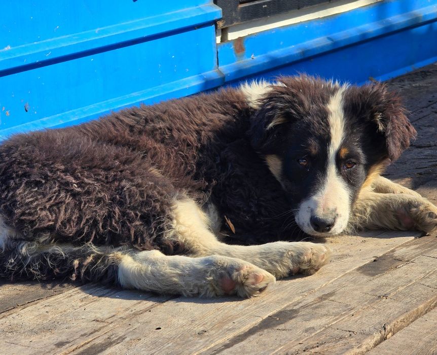 Собака щенок девочка 3 месяца