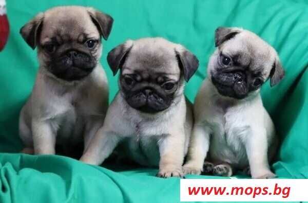 Бебета Мопс чистокръвни с родословие от Мопс България ООД