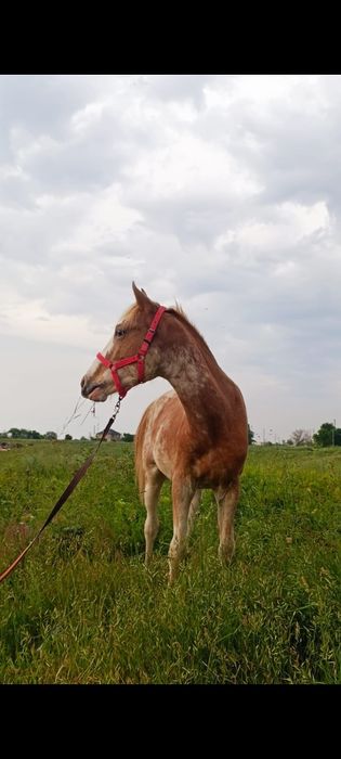 Продам породистого тайчика