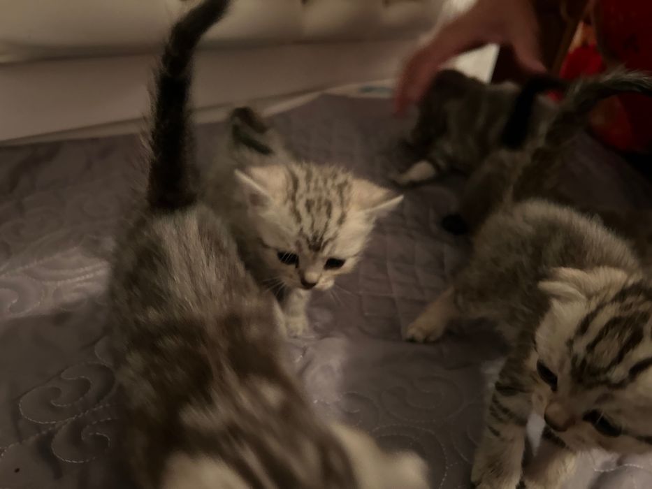 шотландские котята вислоухие