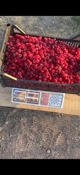 Продажа свежей малины