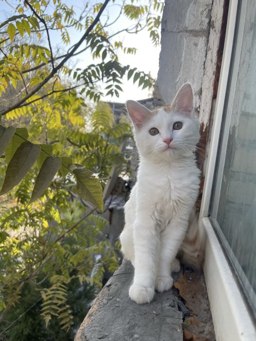 Mushuk sotiladi 6 oyli