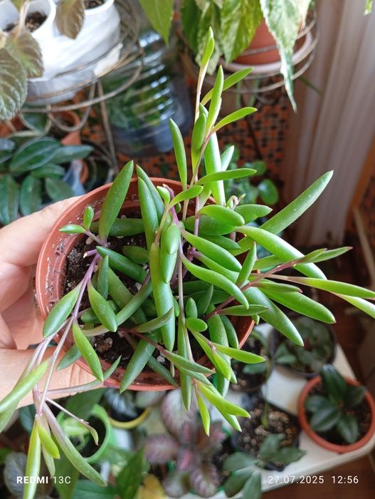 Отростки комнатных растений