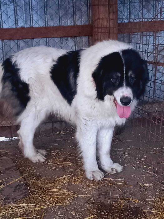 Ciobanesc de bucovina