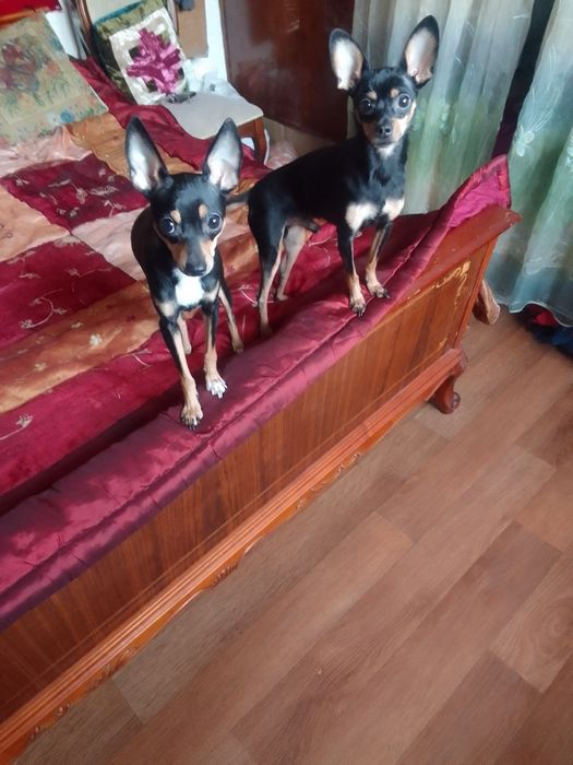 Продам семейную пару