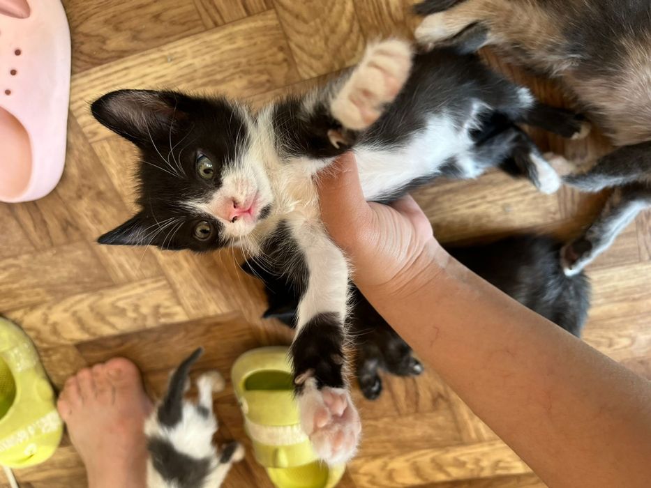 Котенки красивые