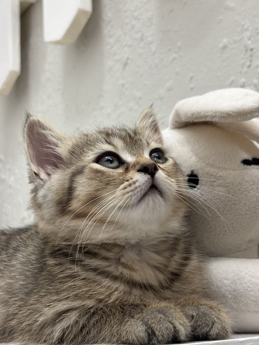 Шотландски котенца