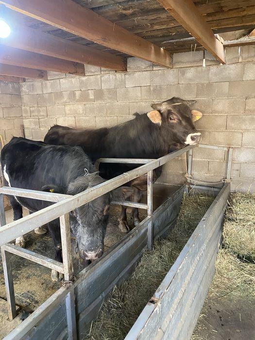 Быки Алатауская порода