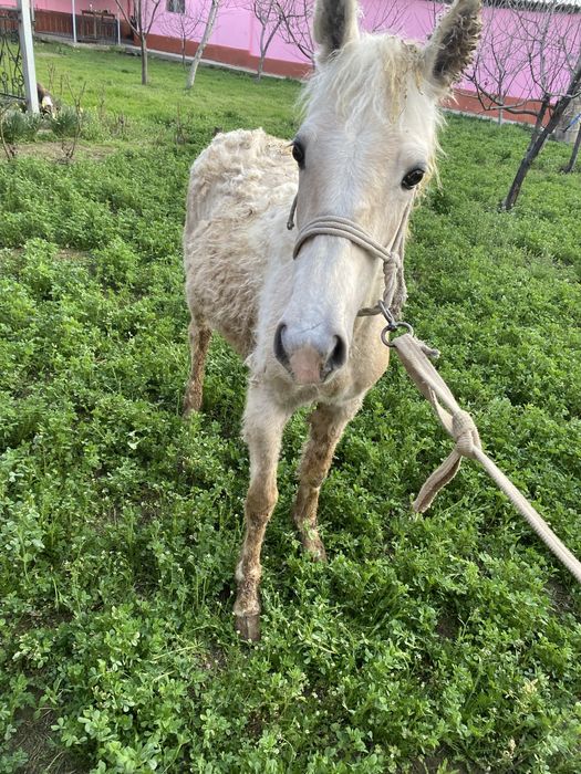 Тай сатылады еркек