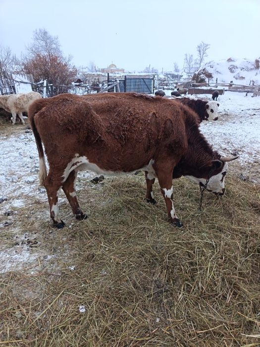 5 жасар сиыр сатамын