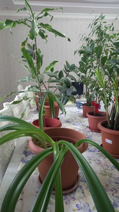 Срочно продам домашние цветы