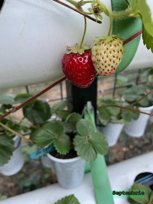 Vand capsuni (plante la ghiveci) soi Albion remontant