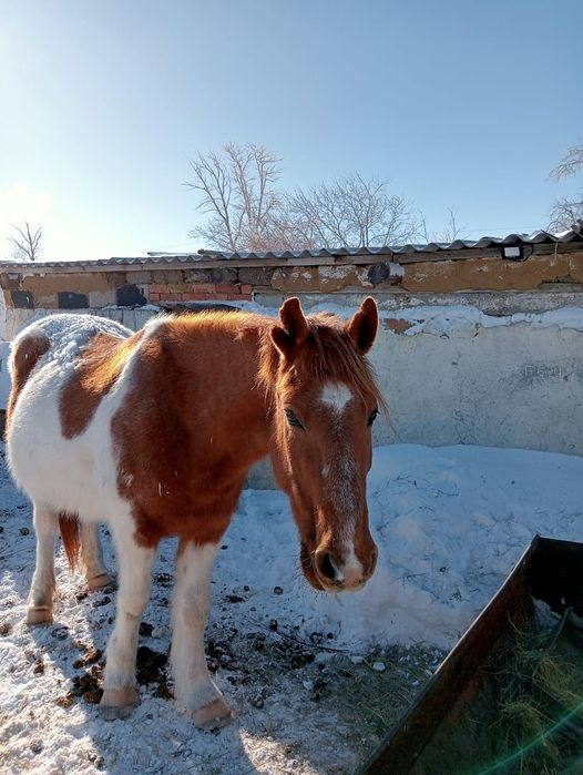 Продам  бие буаз