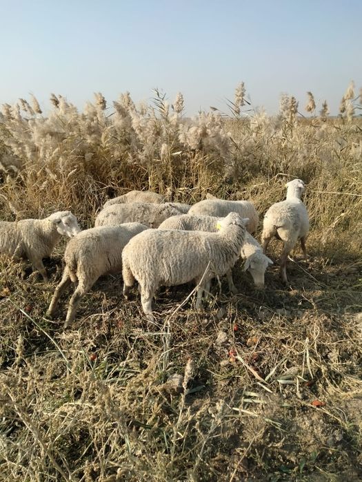 Қойлар сатылады 5-бас.