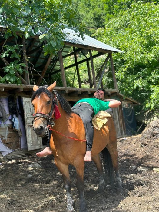 Iapă de 7ani de vânzare