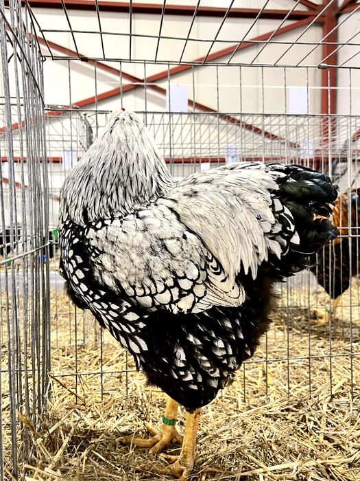 Familie Wyandotte rosu albastru auriu, GSG splash si argintiu 3+1